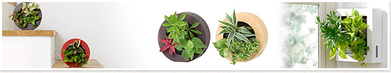 人気の観葉植物なら東京都内最大級の専門店 ワールドガーデン 人気の観葉植物なら東京都内最大級の専門店 ワールドガーデン