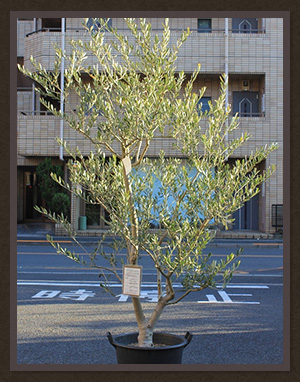 人気の観葉植物なら東京都内最大級の専門店 ワールドガーデン