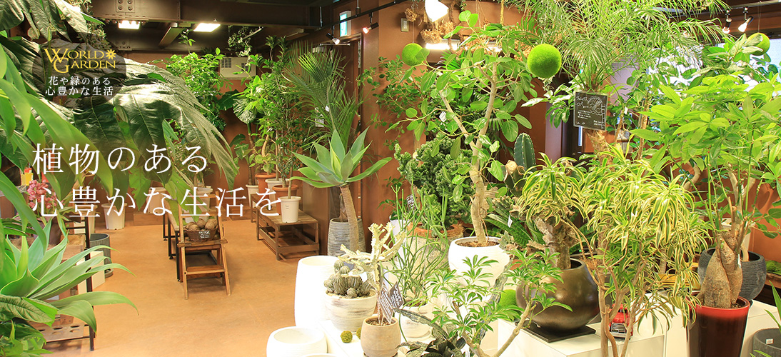 人気の観葉植物なら東京都内最大級の専門店 ワールドガーデン