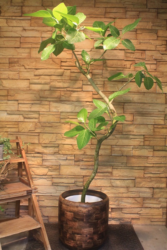 急募】観葉植物 ベンガレンシス 145㎝ - その他