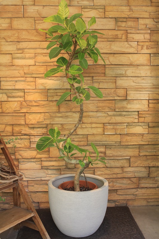 アルテシマ斑入り387 観葉植物専門店 ワールドガーデン アルテシマ斑入り387 観葉植物専門店 ワールドガーデン