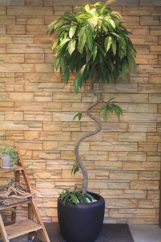 アムステルダムキング165 観葉植物専門店 ワールドガーデン アムステルダムキング165 観葉植物専門店 ワールドガーデン