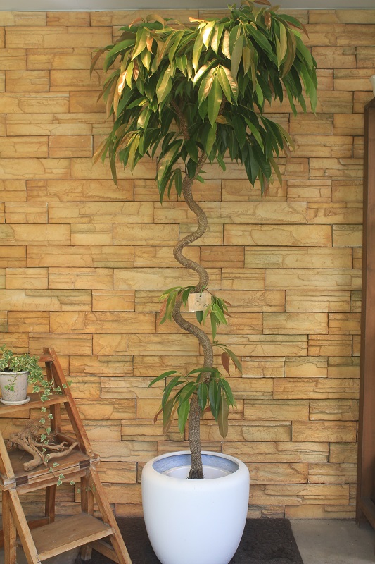 アムステルダムキング3 観葉植物専門店 ワールドガーデン アムステルダムキング3 観葉植物専門店 ワールドガーデン