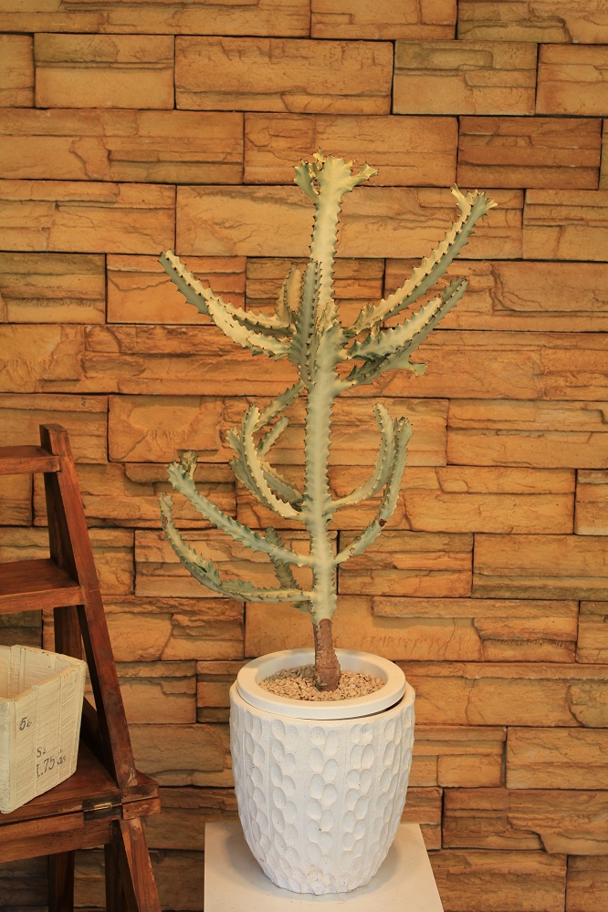 ホワイトゴースト81｜観葉植物専門店「ワールドガーデン」