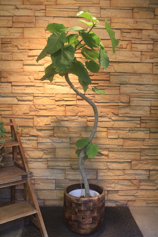 ウンベラータ165 観葉植物専門店 ワールドガーデン