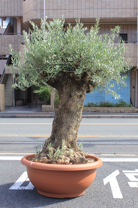 古木オリーブ51 観葉植物専門店 ワールドガーデン