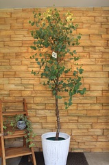 屋外用 観葉植物一覧 都内最大級の観葉植物専門店 ワールドガーデン 屋外用 観葉植物一覧 都内最大級の観葉植物専門店 ワールドガーデン