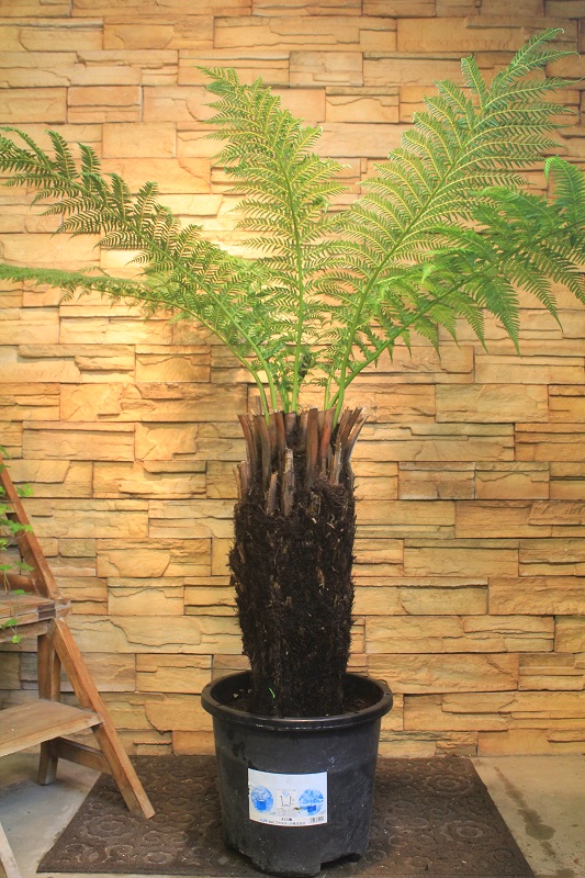 Web限定カラー デクソニア 植物 観葉植物 Csjla Pe Web限定カラー デクソニア 植物 観葉植物 Csjla Pe