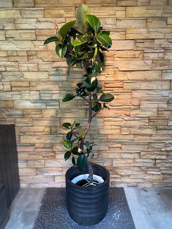 フィカス・ソフィアA968