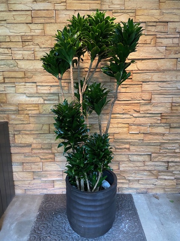 ドラセナ・コンパクタA969