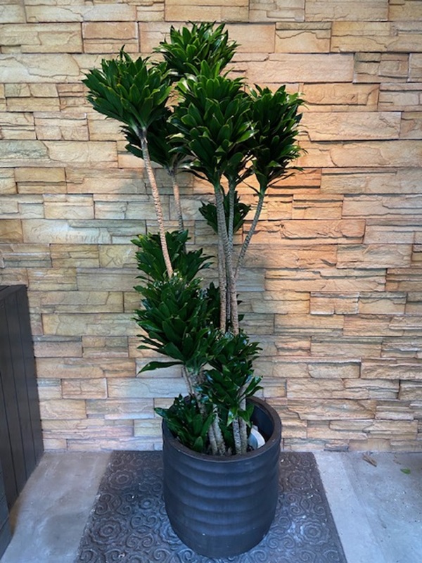 ドラセナ・コンパクタA971