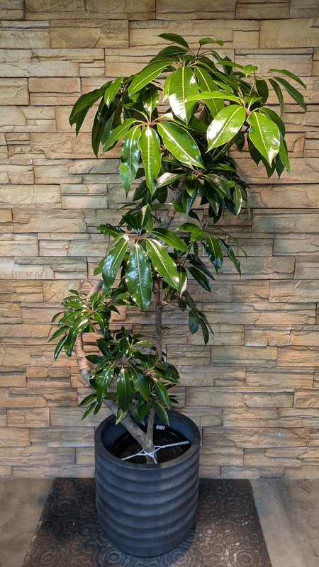 ツピタンサスA976