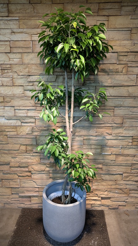 ベンジャミン・リッチA980