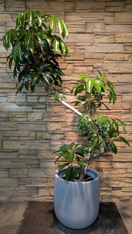 ツピタンサスA981