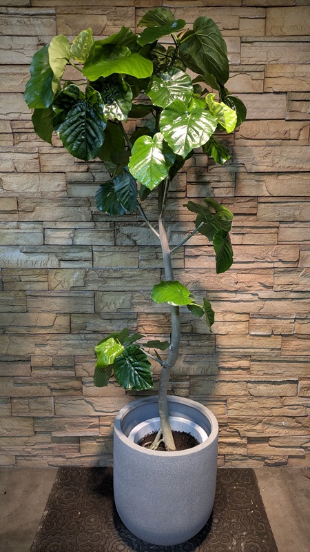 ウンベラータA982