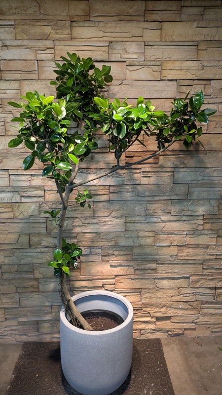 ジャンボリーフA984