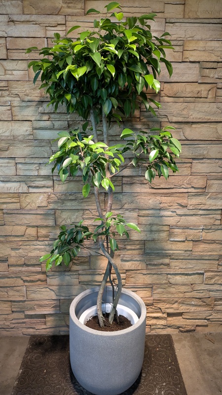 フィカス・ベンジャミン・リッチA985