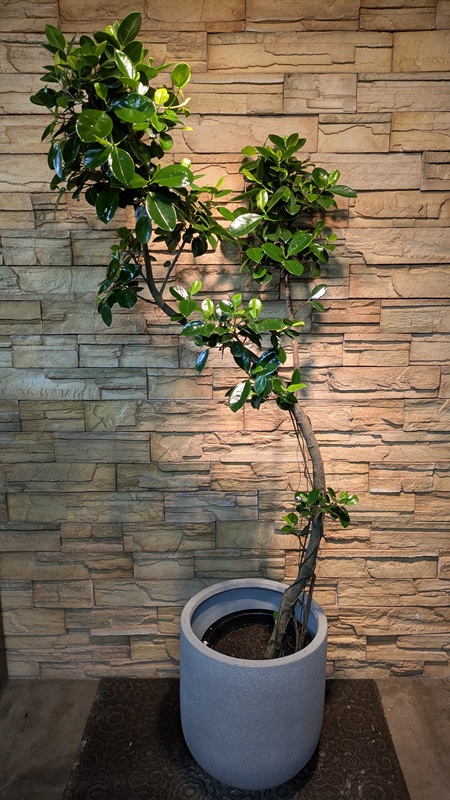 ジャンボリーフA986