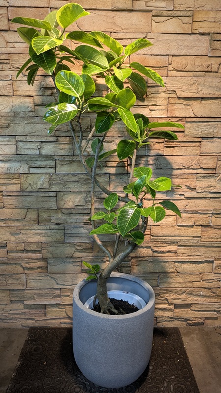 アルテシマ斑入りA987