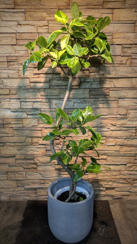 アルテシマ斑入りA988