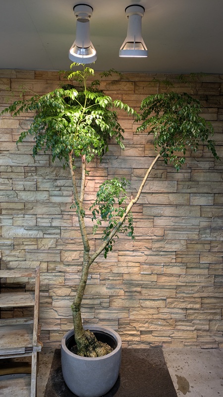 大鉢】観葉植物一覧｜都内最大級の観葉植物専門店「ワールドガーデン」