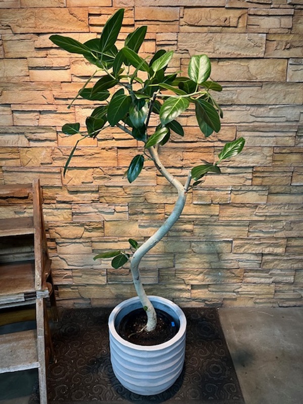 ベンガレンシスA834