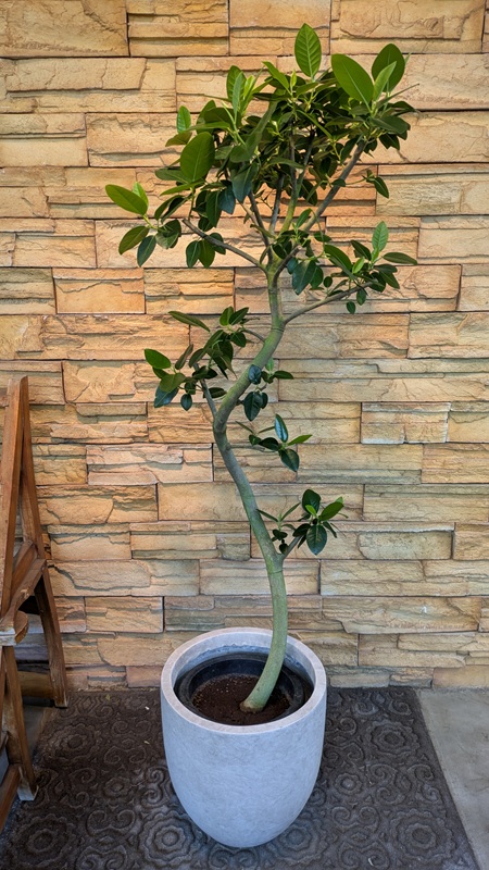 フランスゴムA876