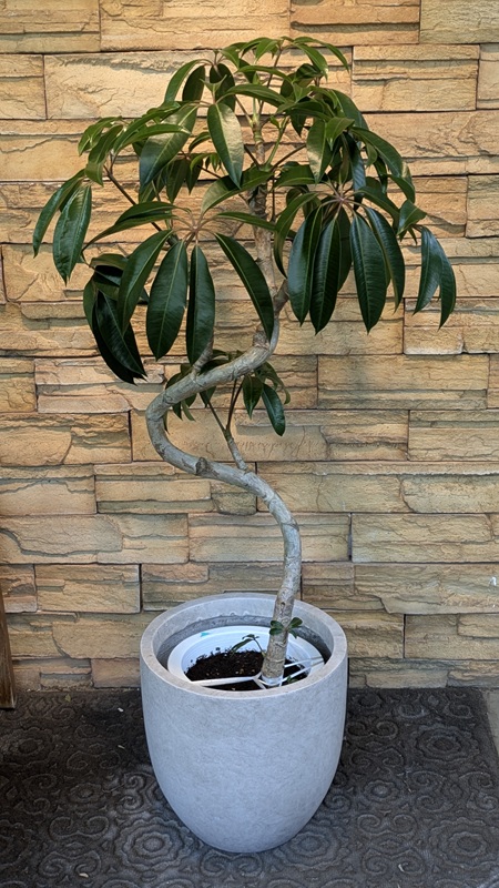 ツピタンサスA878