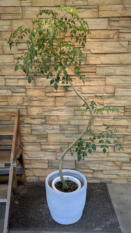 ステレオスペルマムA880