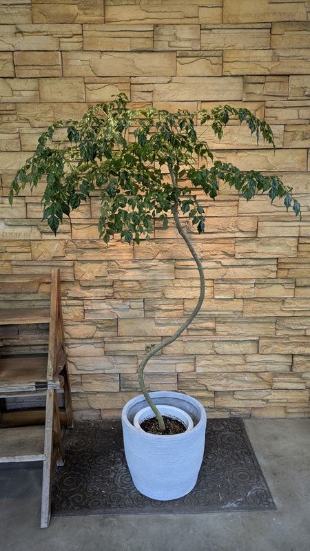 ステレオスペルマムA881