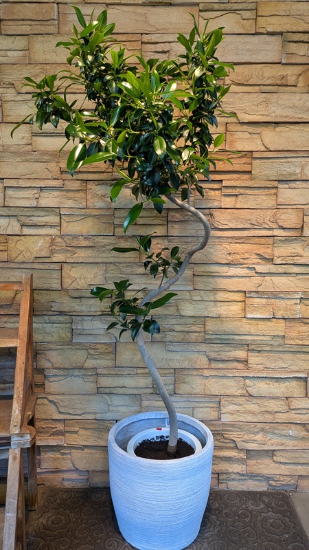 フィカス・ミクロフィラA845