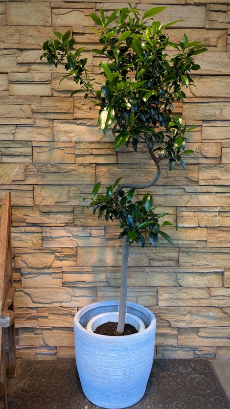 フィカス・ミクロフィラA846