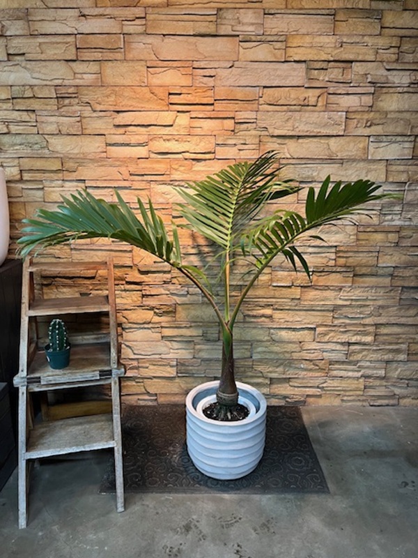 トックリヤシA835