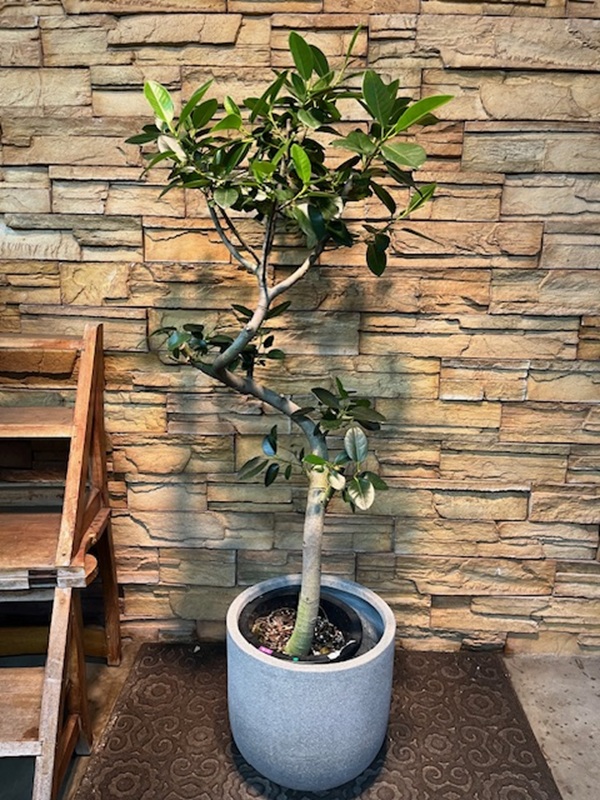 フランスゴムA898