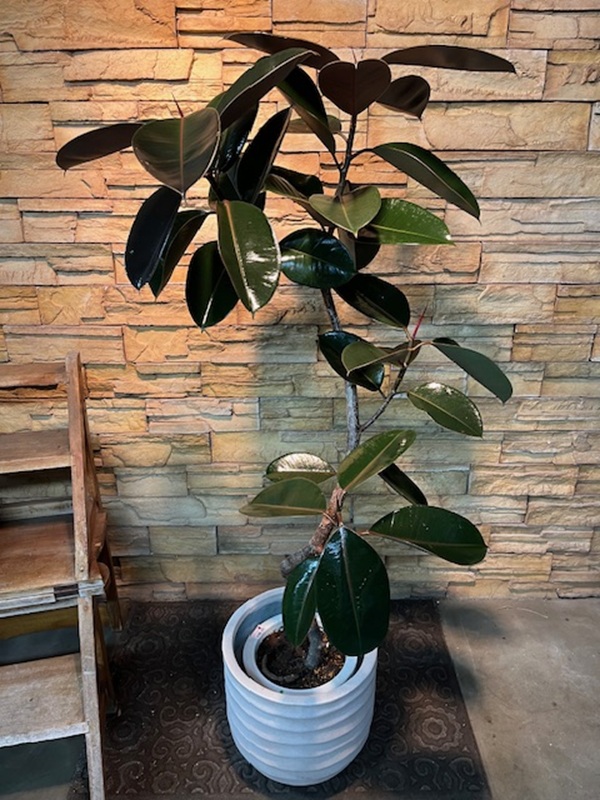 フィカス・バーガンディA832