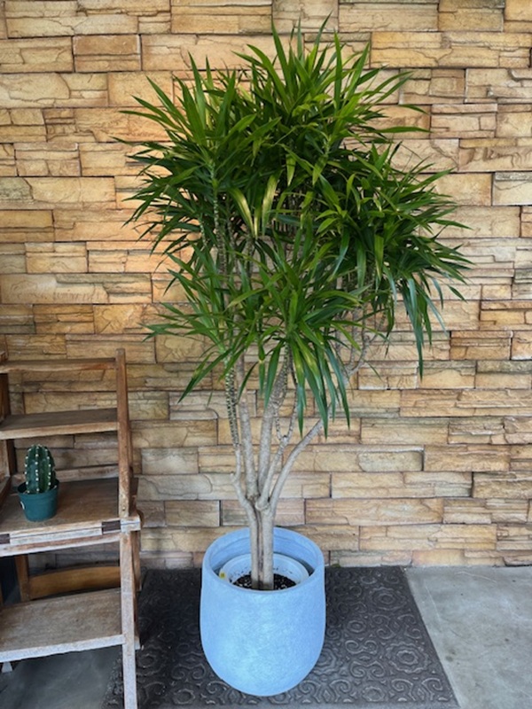 ドラセナ・ナビーA844