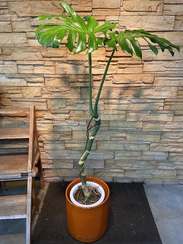 幹立ちモンステラA889