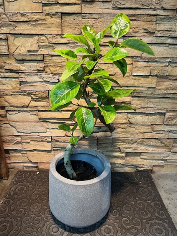 アルテシマ斑入りA900