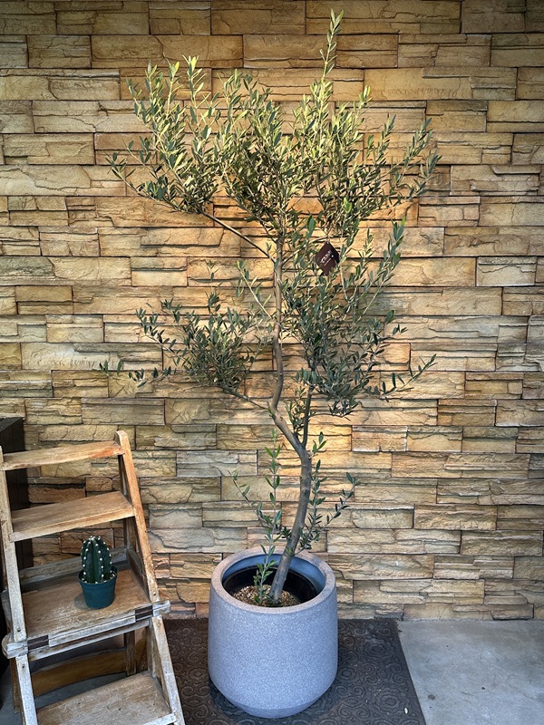 オリーブ・マンザニロA611