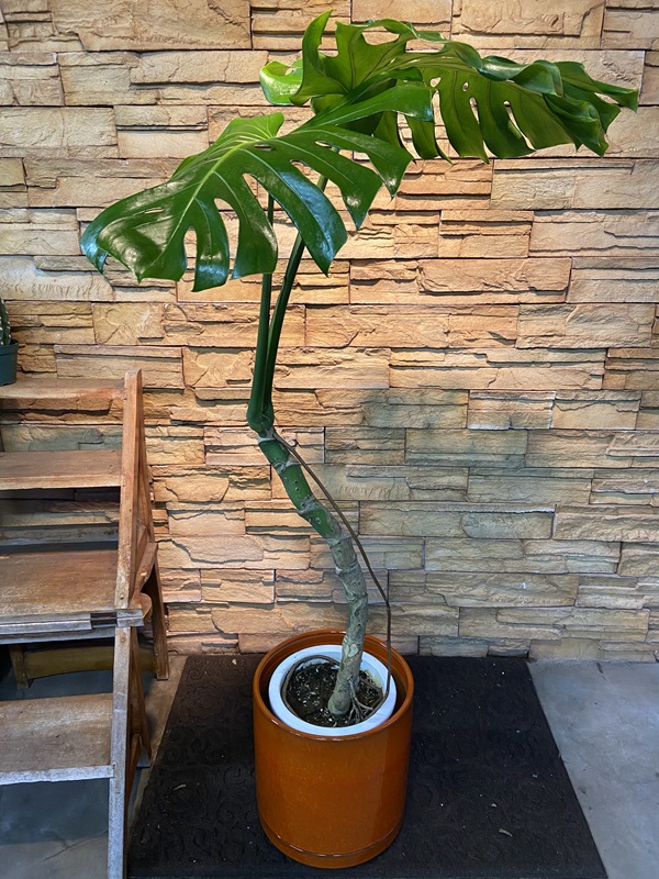 幹立ちモンステラA890