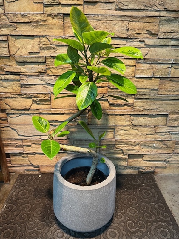 アルテシマ斑入りA901