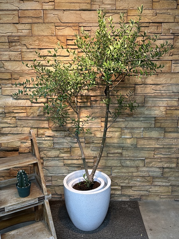 オリーブ・ネバディロブランコA619