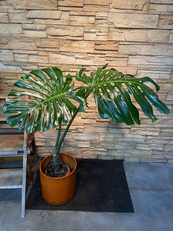 幹立ちモンステラA891