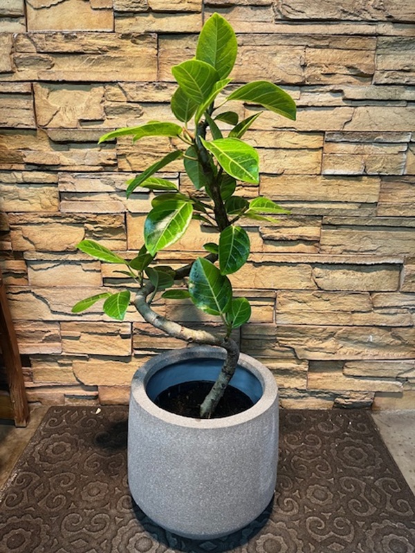 アルテシマ斑入りA902