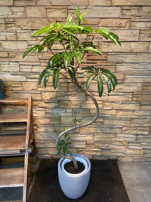 ツピタンサスA892