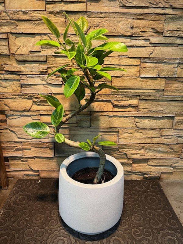 アルテシマ斑入りA903