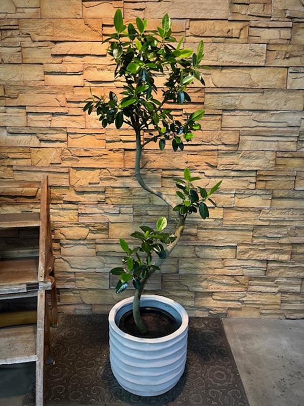 フランスゴムA828