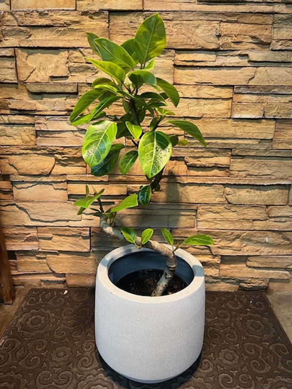 アルテシマ斑入りA904