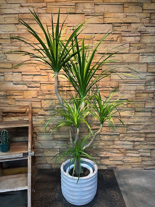 ドラセナ・カンボジアーナA829