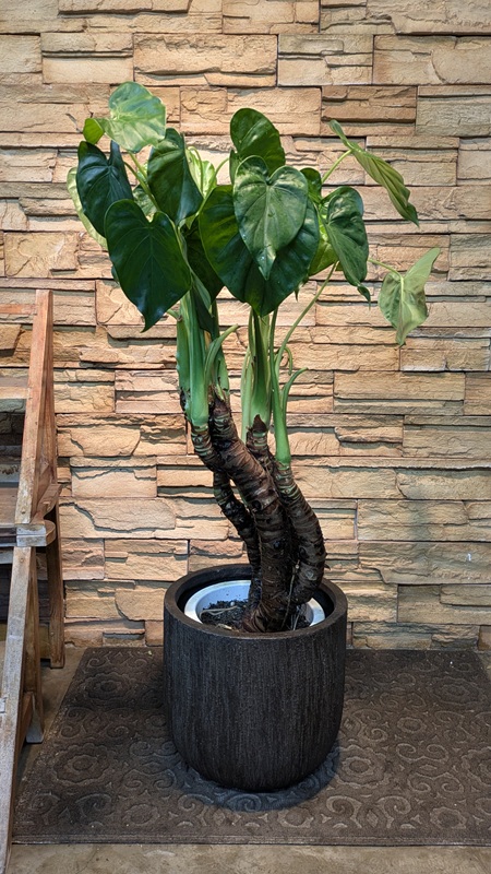 シマクワズイモA920